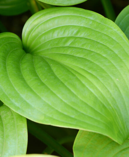 Hosta Vino Verde