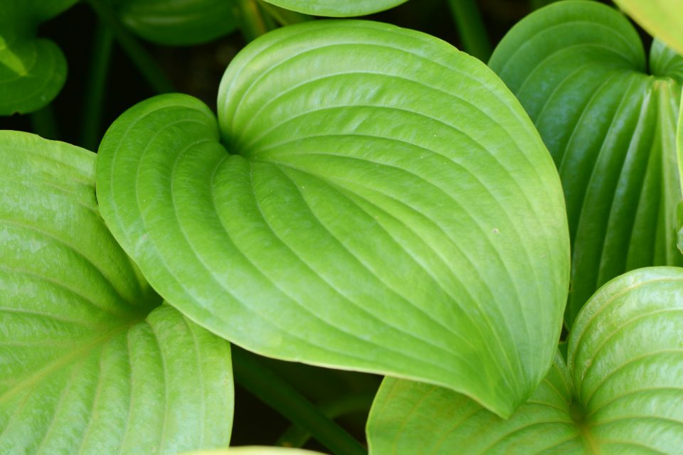 Hosta Vino Verde