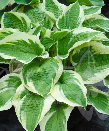 Hosta Wide Brim