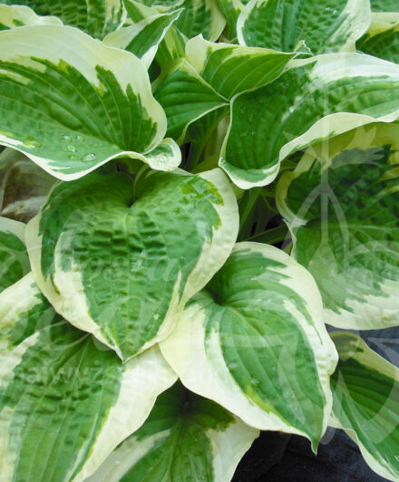 Hosta Wide Brim
