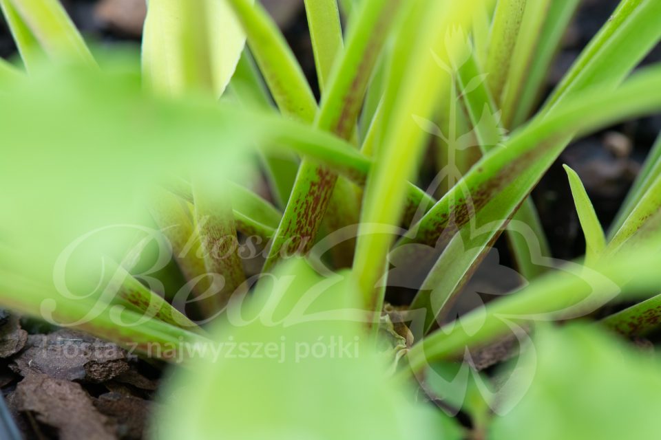 Hosta Wiggles and Squiggles