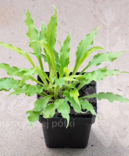 Hosta Wiggles and Squiggles