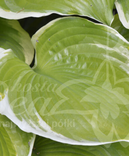 Hosta Winter Snow