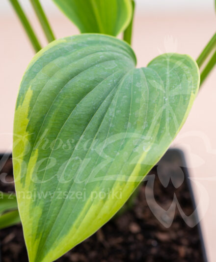 Hosta Wunderbar