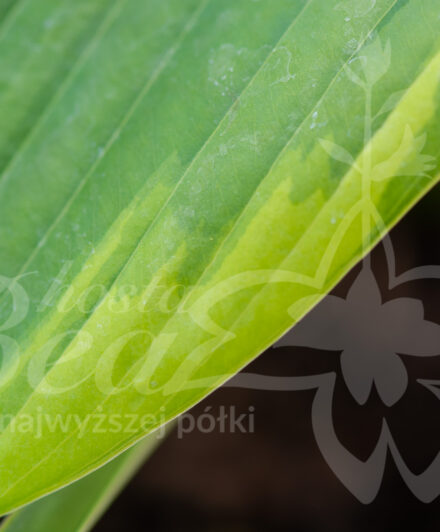 Hosta Wunderbar liść