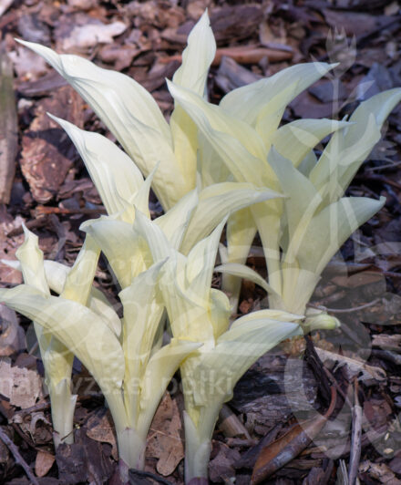 Hosta White Feather