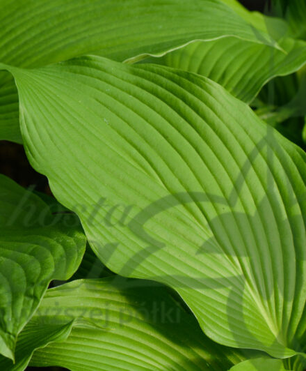 Hosta Top of Mount Fuji