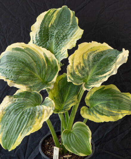 Hosta Lakeside Prophecy Fullfield