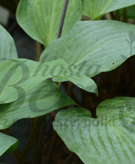 Hosta Florence Nightingale