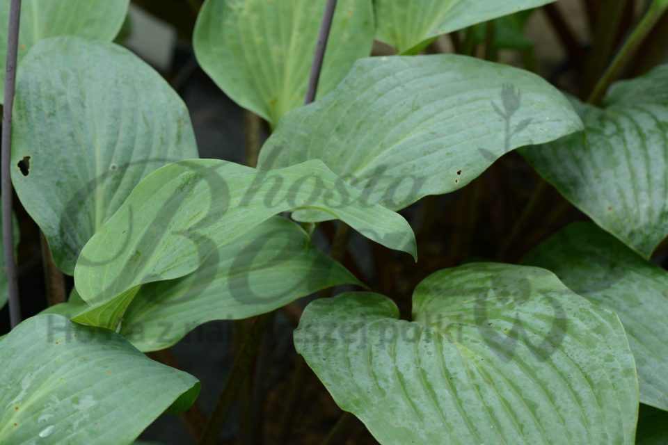 Hosta Florence Nightingale