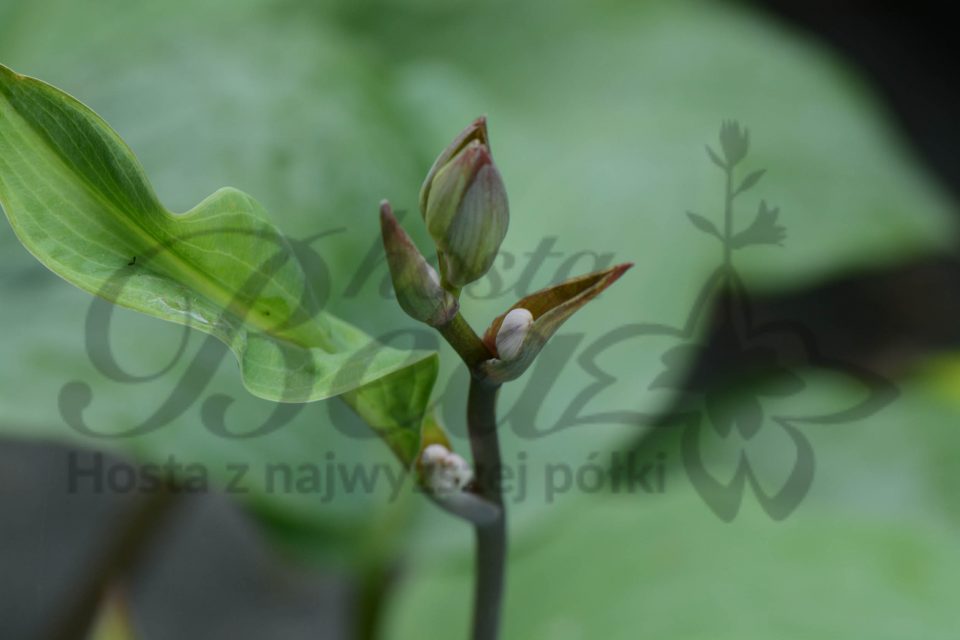 Hosta Florence Nightingale