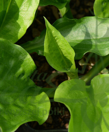 Hosta Leapin’ Lizard