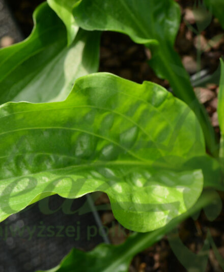 Hosta Leapin’ Lizard