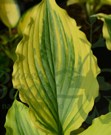 Hosta One Last Dance