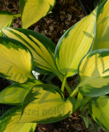 Hosta Orange Star