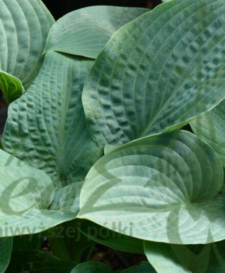 Hosta Sapphire Pillows