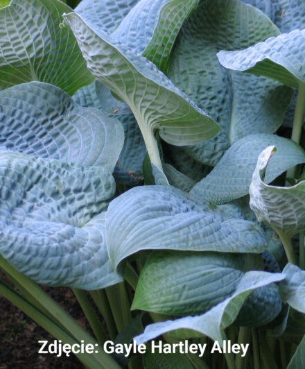 Hosta Sapphire Pillows