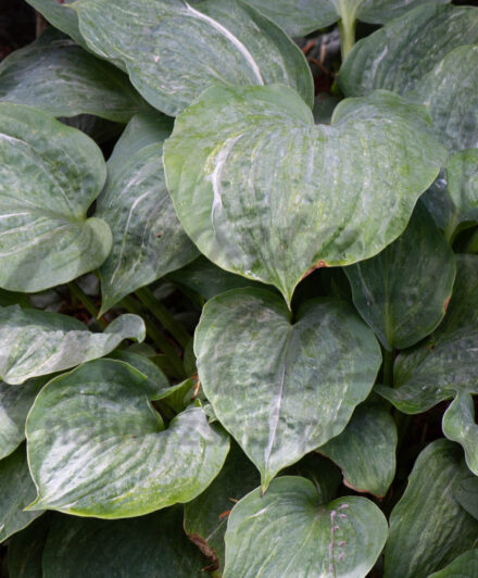 Hosta Spilt Milk