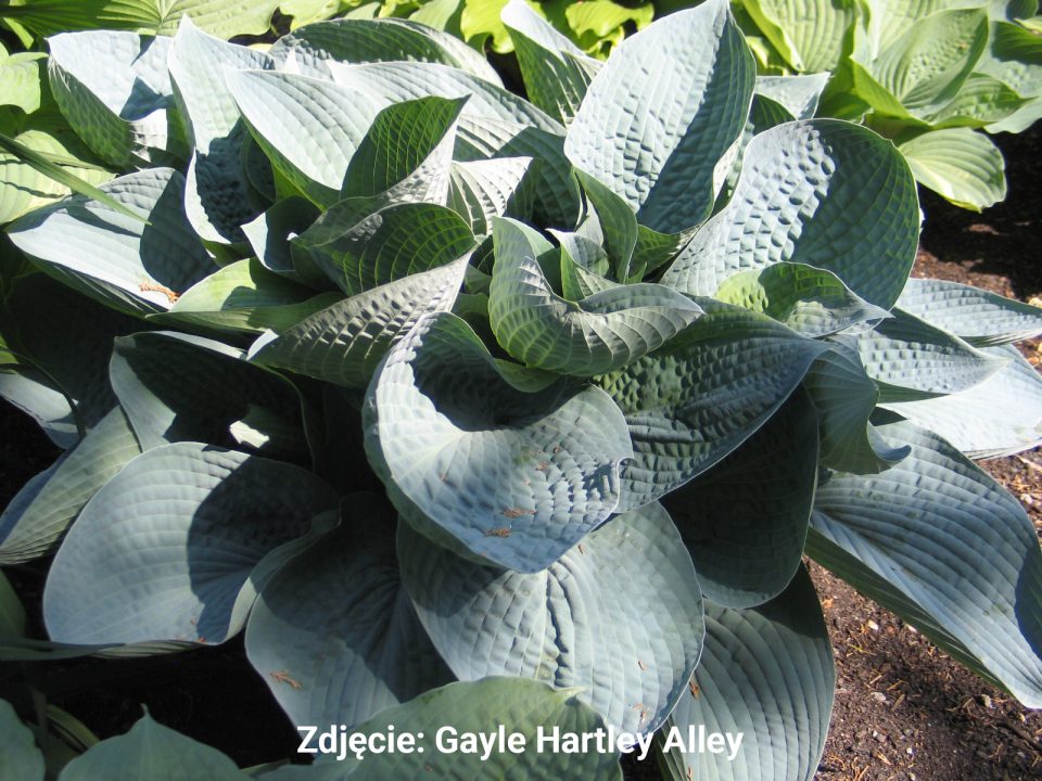 Hosta Wishing Well