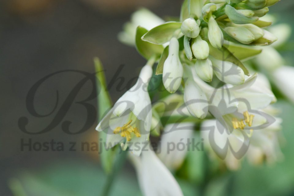 Hosta Wishing Well