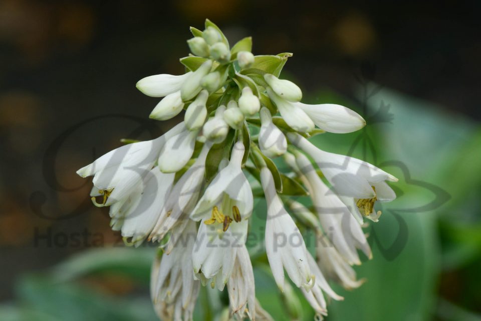 Hosta Wishing Well