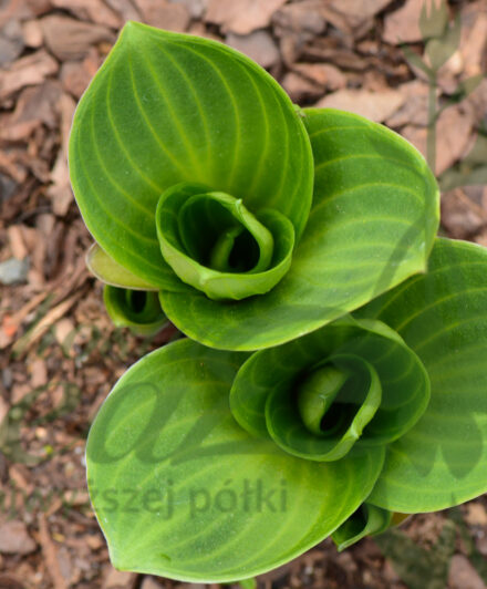 Hosta You’re So Vein