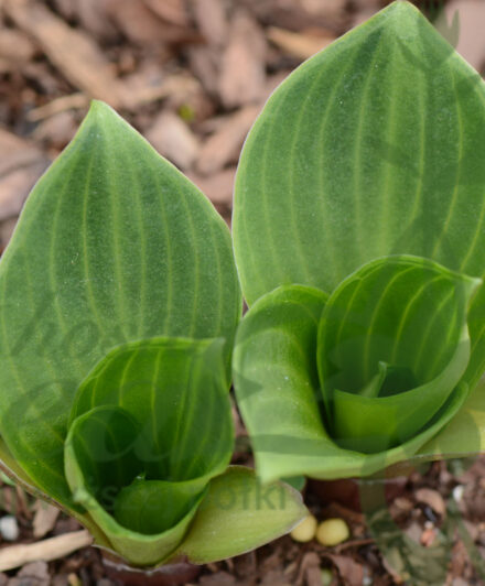 Hosta You’re So Vein