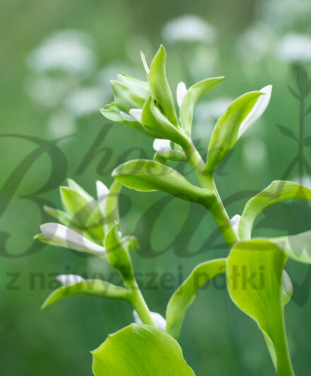 Hosta plantaginea Funkia babkolistna