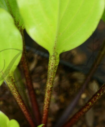Hosta Holar Garnet Crow