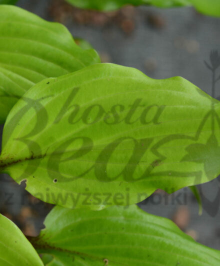 Hosta Holar Garnet Crow