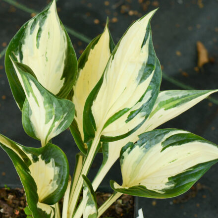 Hosta 'Amazone'