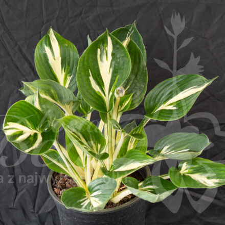 Hosta 'Americana'
