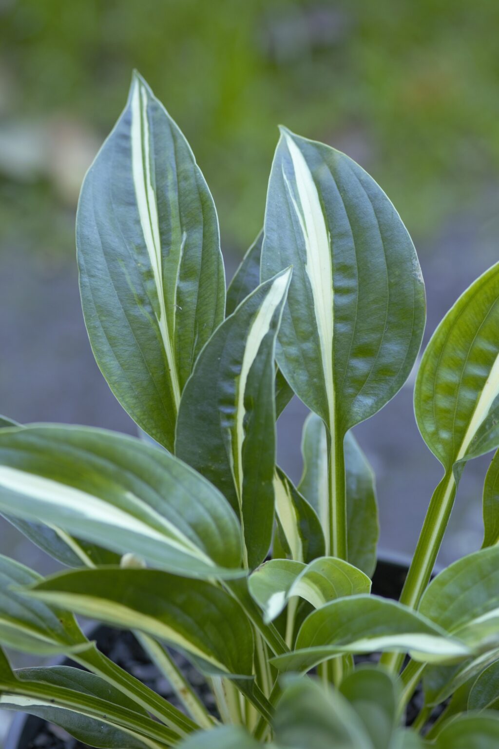 Arctic Starlet_DSC3790małe