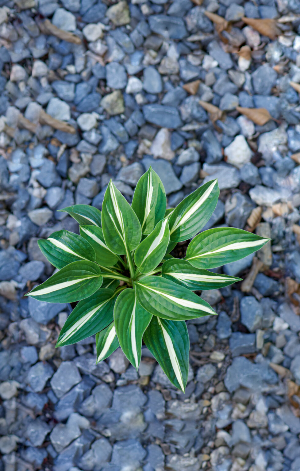 Arctic Starlet_DSC3793