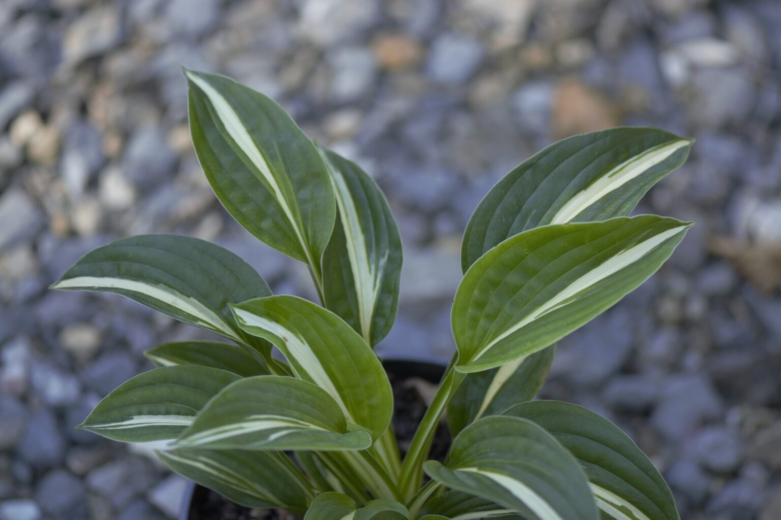 Arctic Starlet_DSC3804małe