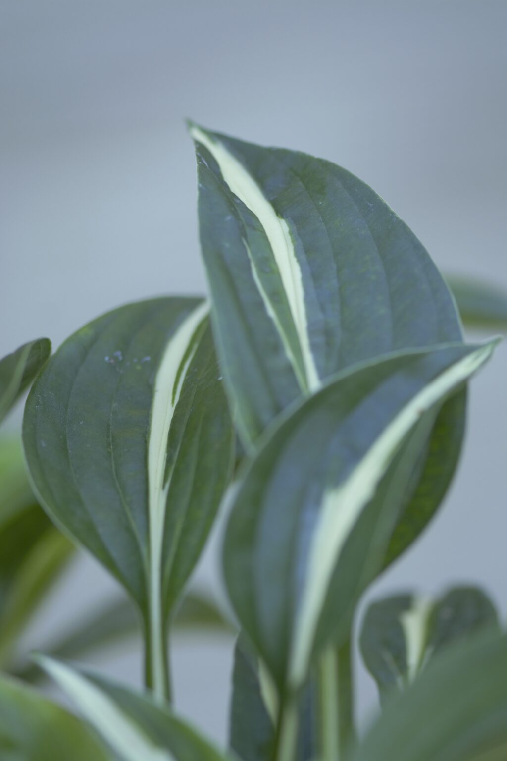 Arctic Starlet_DSC3808małe