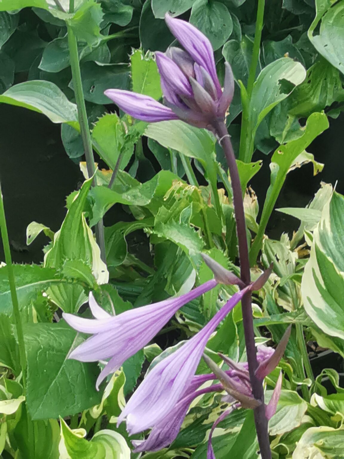 Bloodline kwiatIMG_20250803_180856