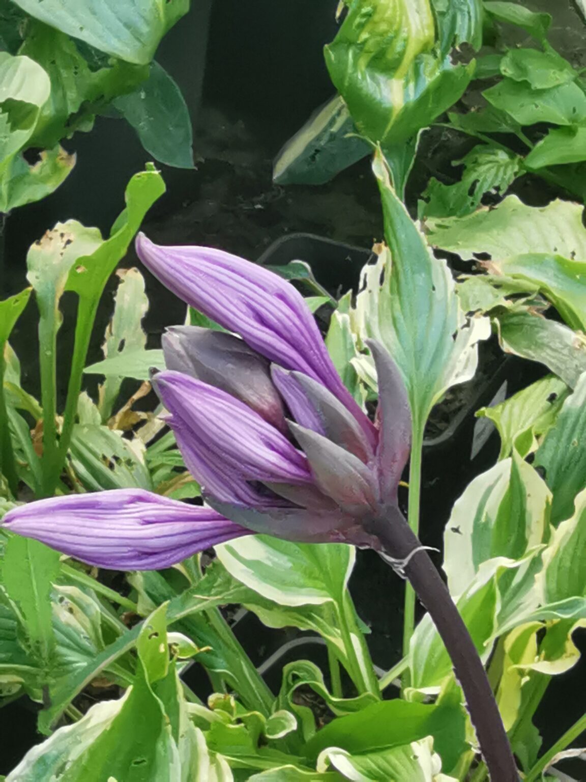 Bloodline kwiatIMG_20250803_180902