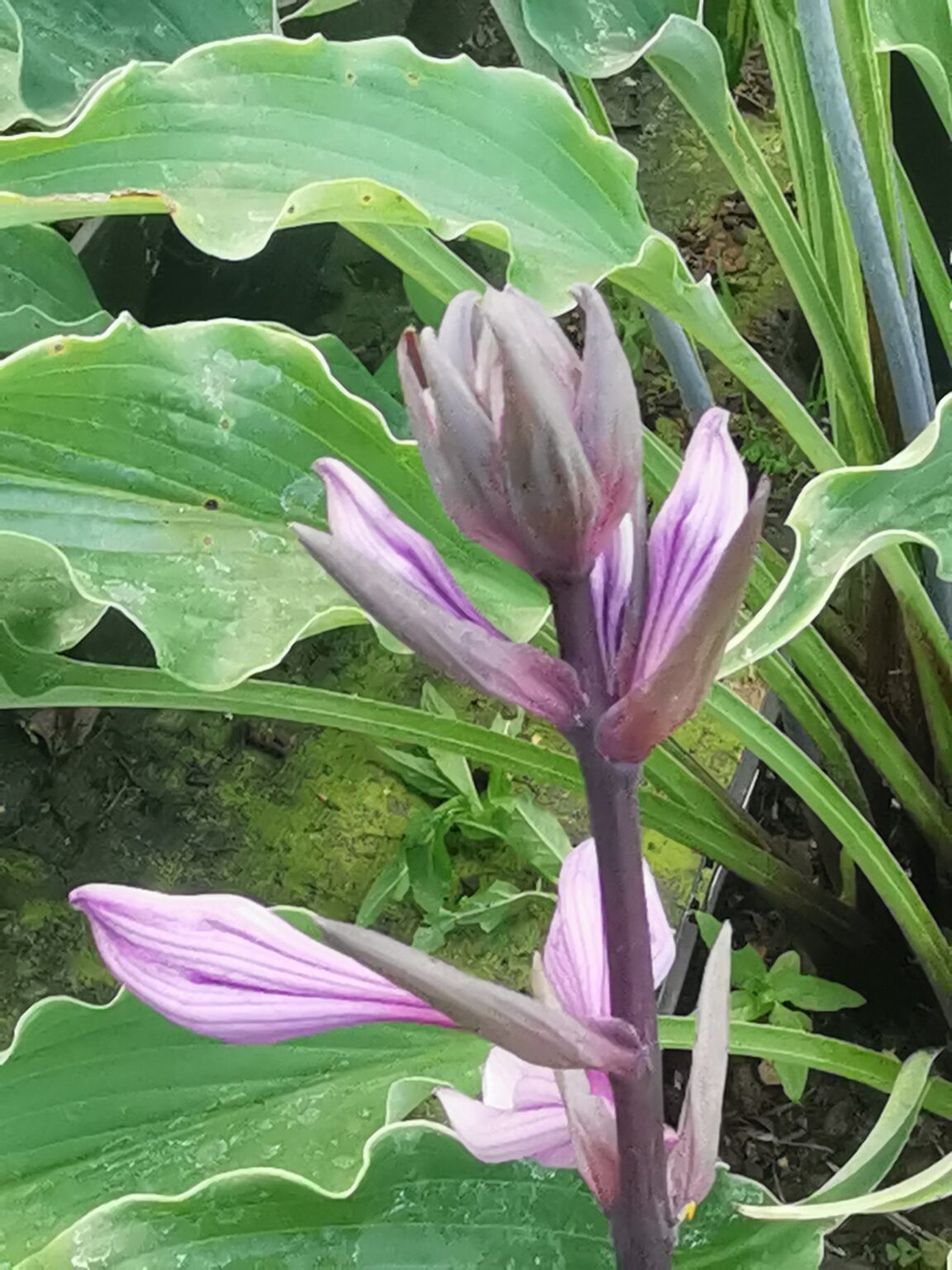 Bloodline kwiatIMG_20250803_180909