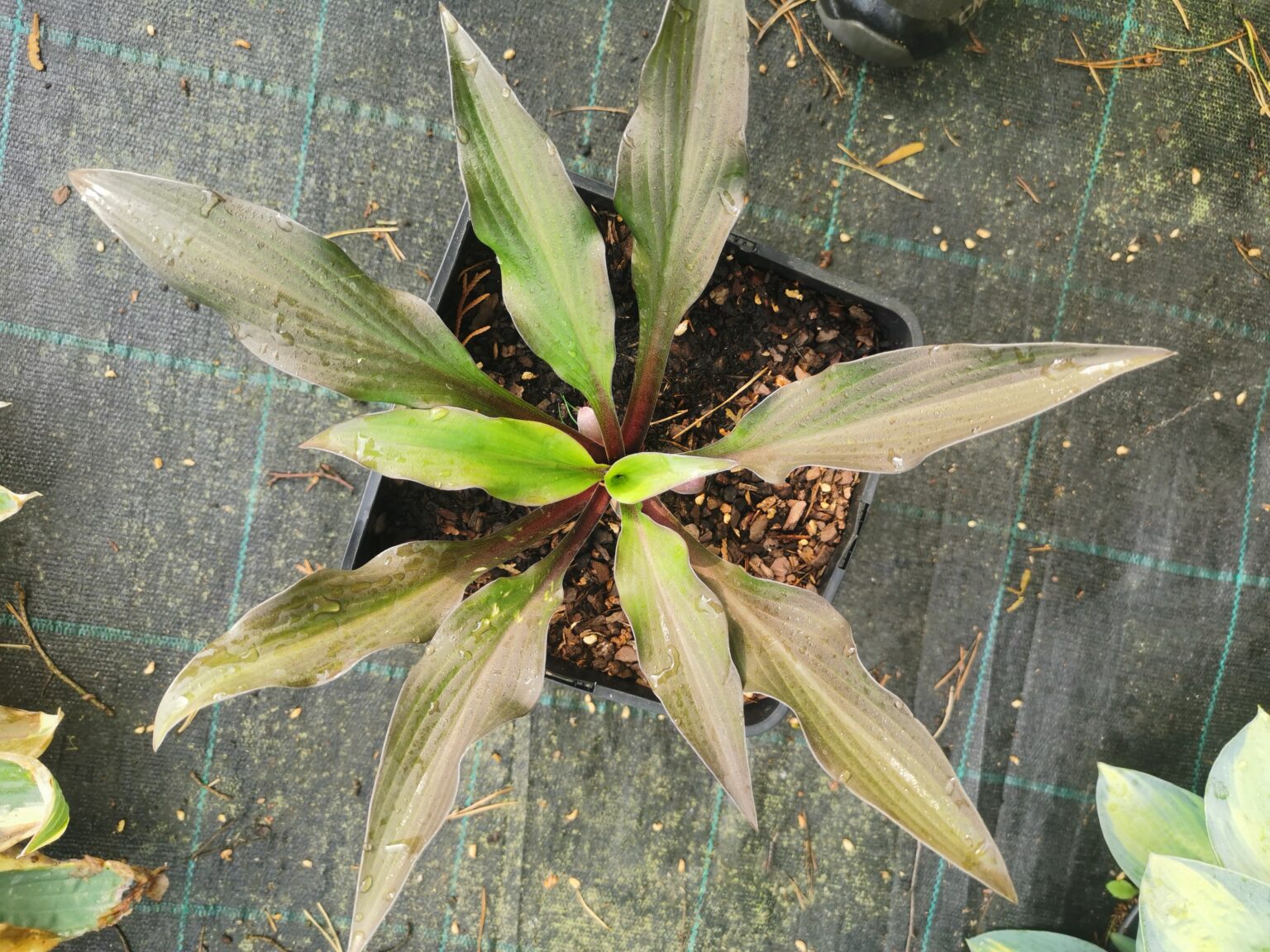 BloodlineIMG_20240524_063331