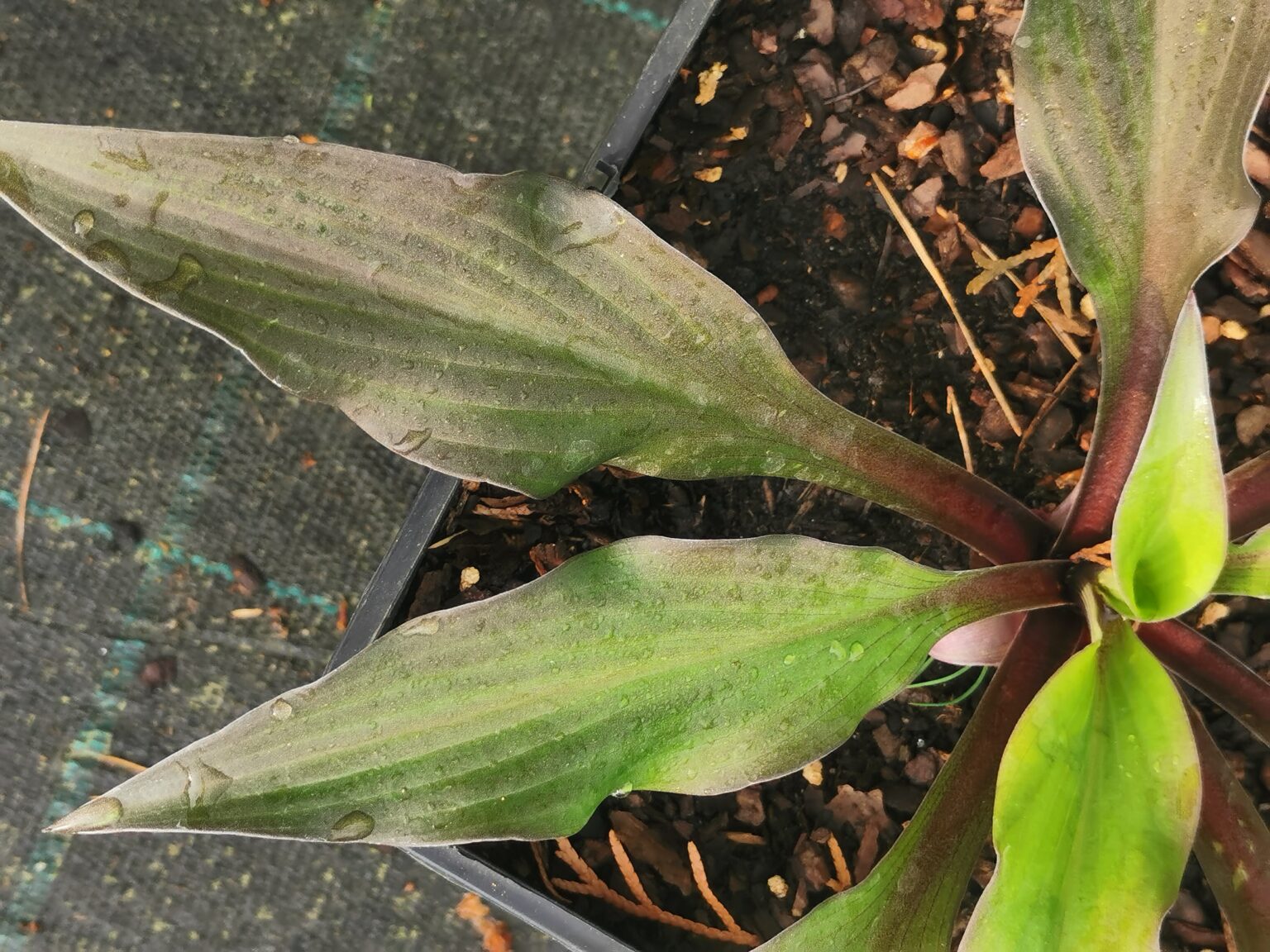 BloodlineIMG_20240524_063350