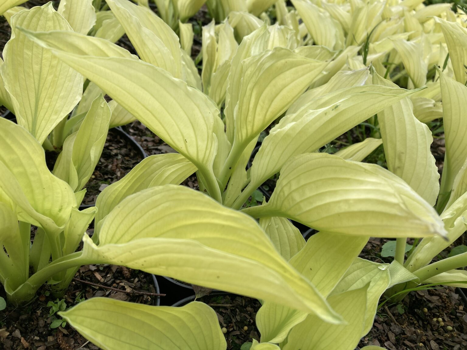 Creamy Feather image00006małe