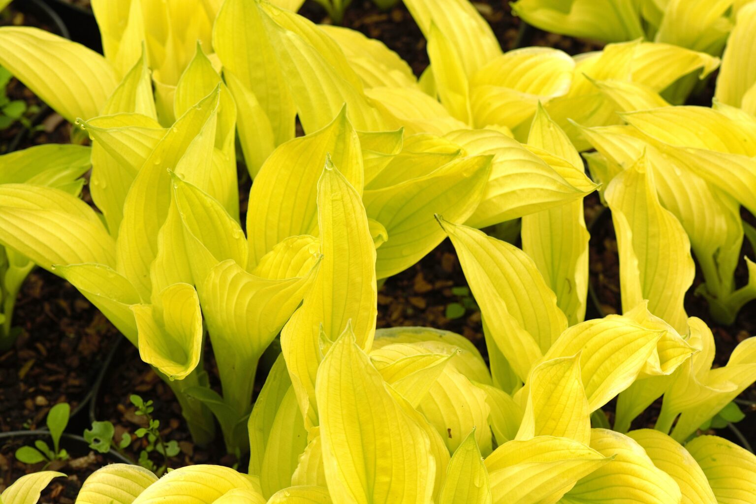 Creamy Feather_DSC_0986poprmałe