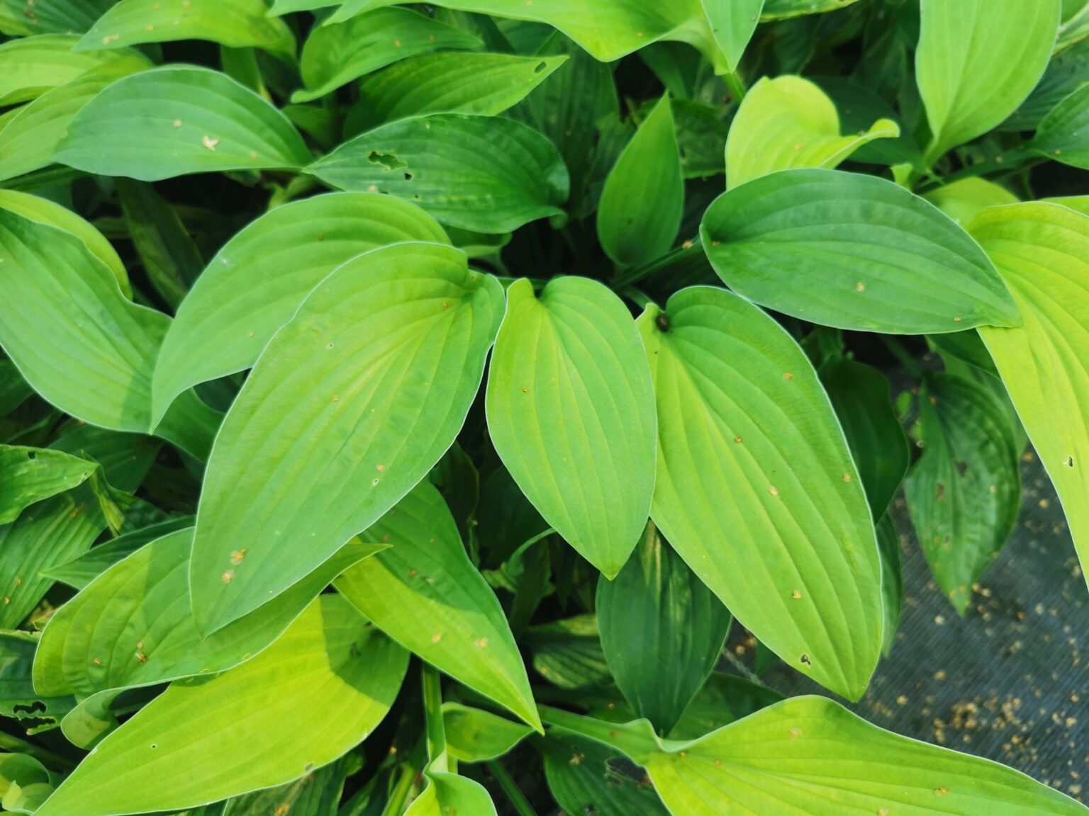 CreamyFeather LatoIMG_20220808_141757małe