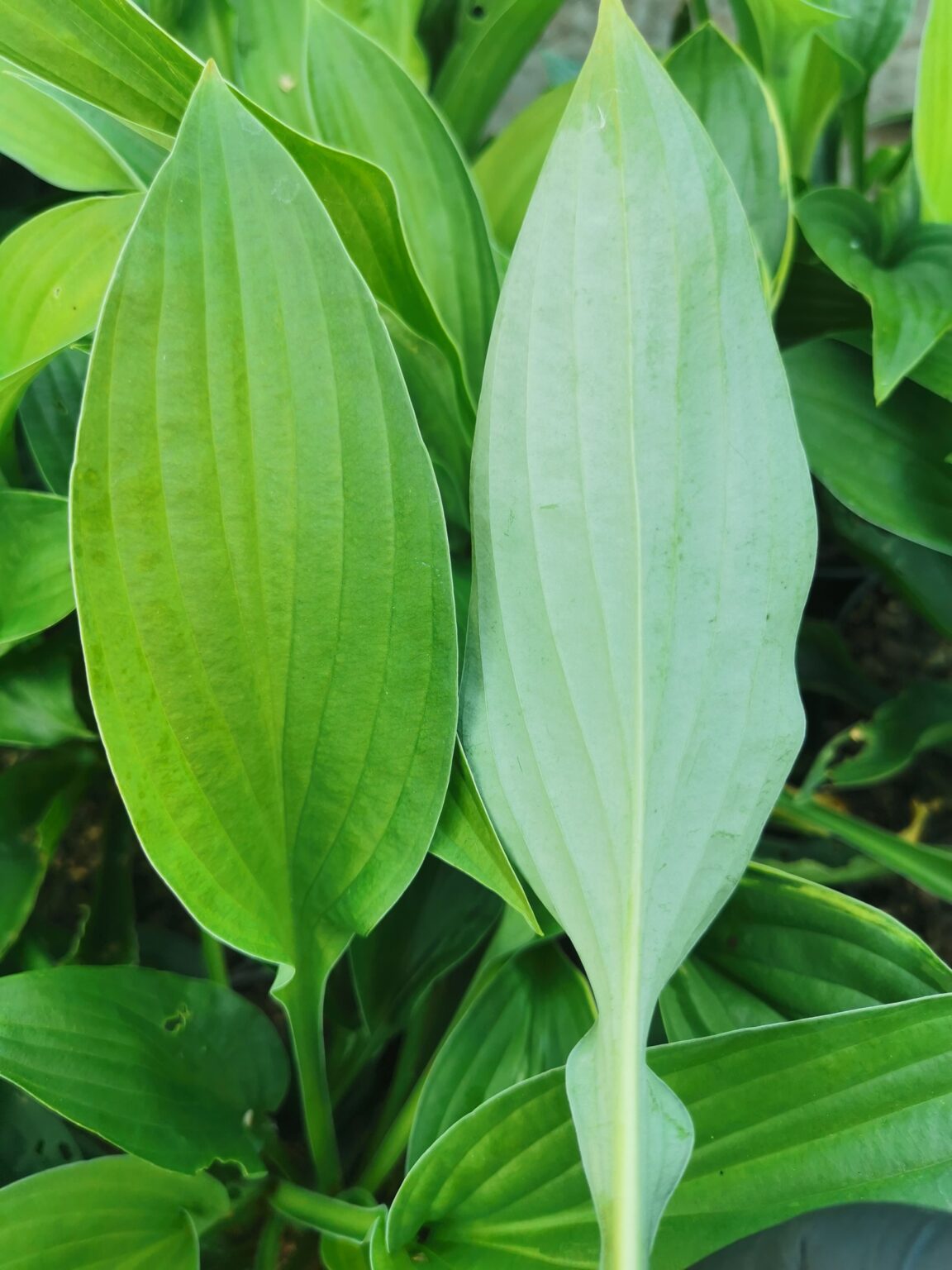 CreamyFeather LatoIMG_20220808_144048małe