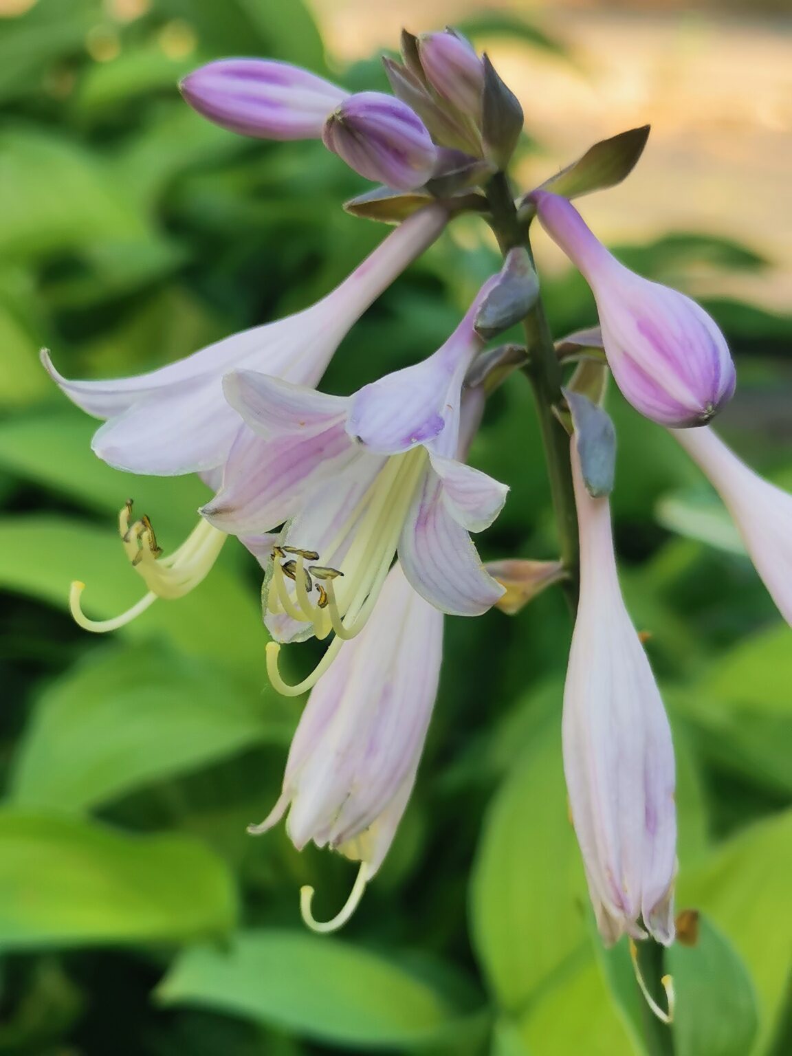 CreamyFeather LatoKwiatIMG_20220808_144324