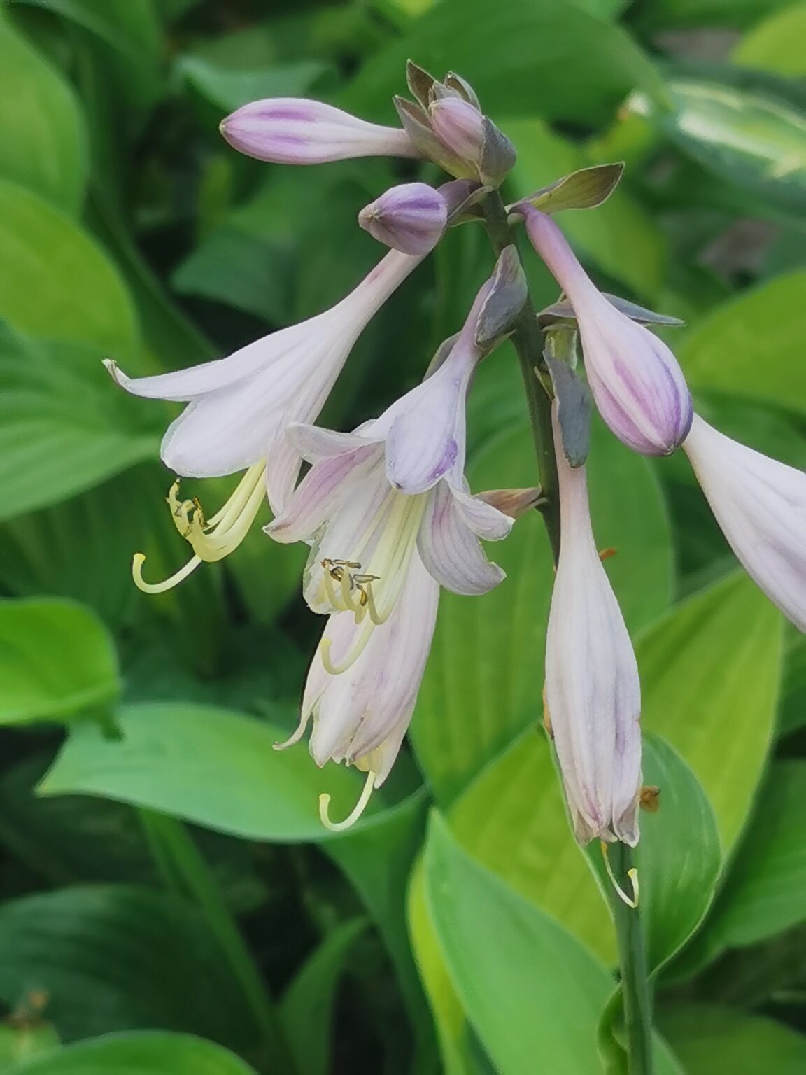 CreamyFeather LatoKwiatIMG_20220808_144401