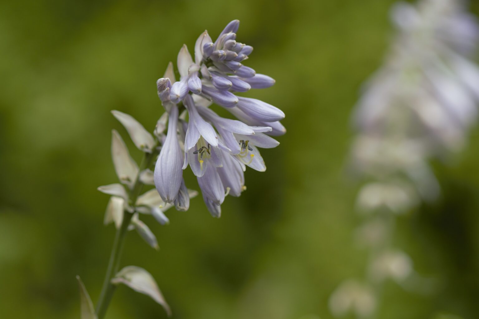 Dancing Princess kwiaty_DSC3773