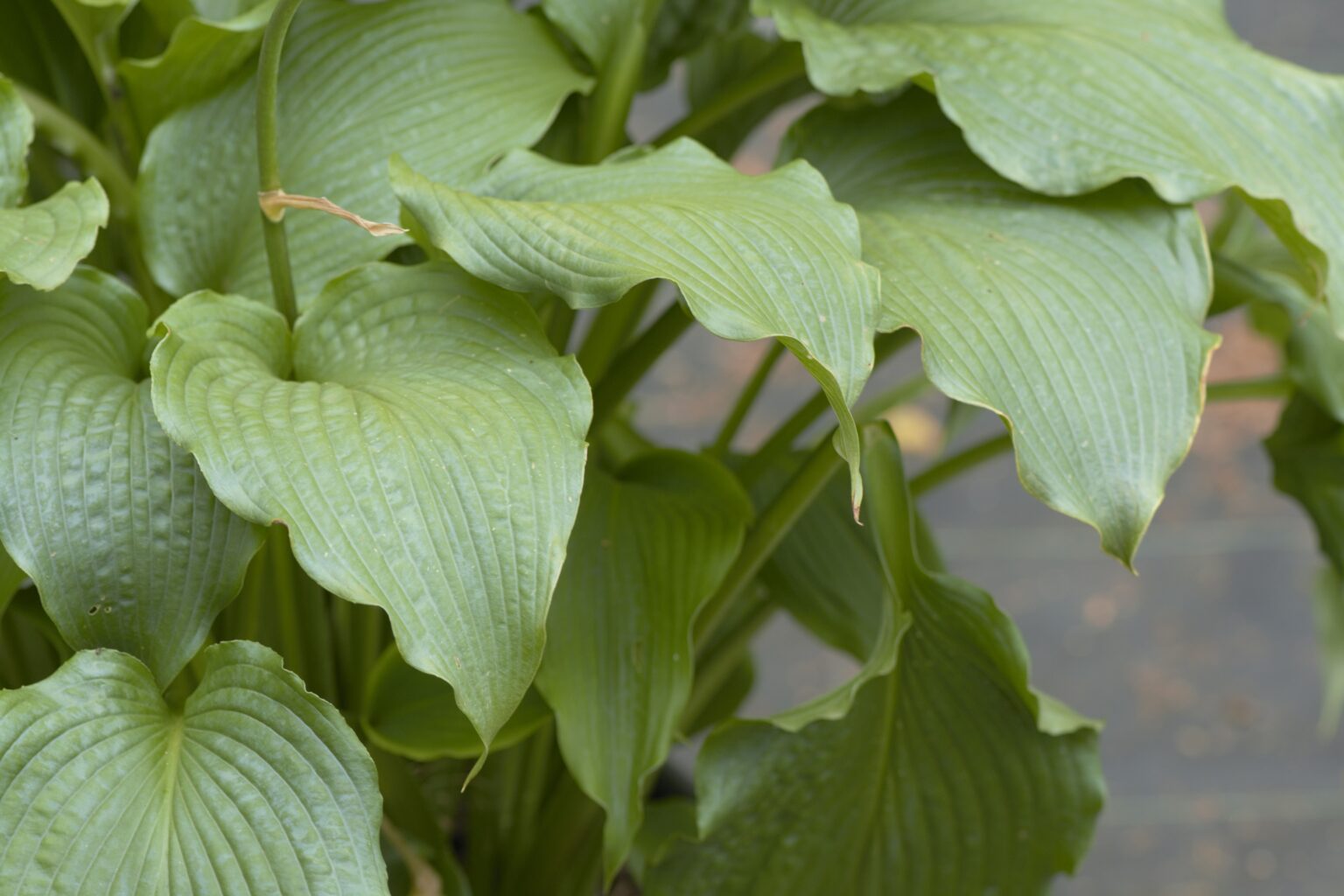 Dancing Princess_DSC3783