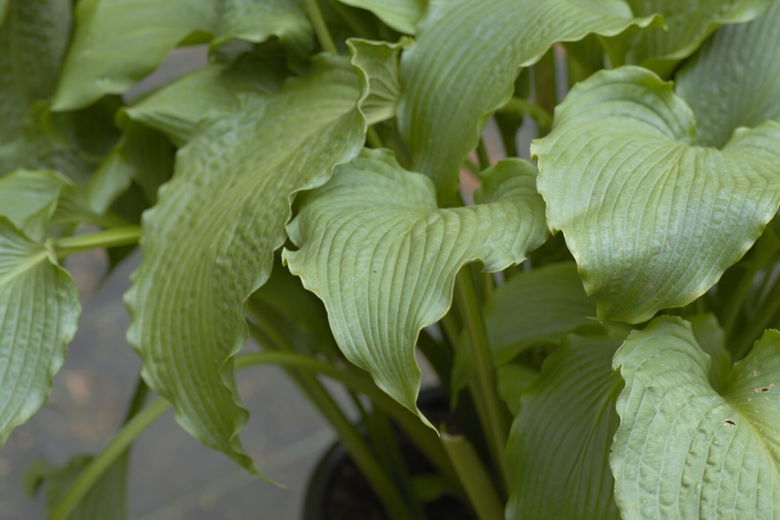 Dancing Princess_DSC3784